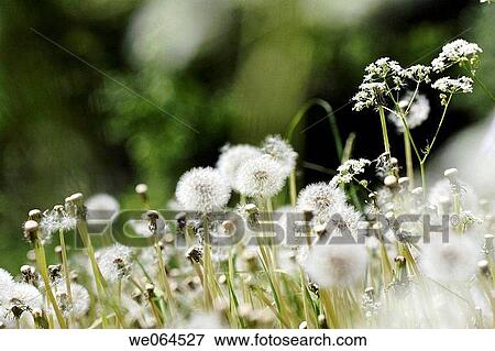 Dandelion-seed (Taraxacum officinale) on a meadow. H÷ga Kusten, coast of Baltic Sea, V? sternorrlands l? n, Sweden, Scandinavia, Europe View Large Photo Image Stock Photo - Dandelion-seed (Taraxacum officinale) on a meadow. H÷ga Kusten, coast of Baltic Sea, V? sternorrlands l? n, Sweden, Scandinavia, Europe. Fotosearch