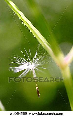 Dandelion-seed (Taraxacum officinale). H÷ga Kusten, coast of Baltic Sea, V? sternorrlands l? n, Sweden, Scandinavia, Europe View Large Photo Image Stock Photo - Dandelion-seed (Taraxacum officinale). H÷ga Kusten, coast of Baltic Sea, V? sternorrlands l? n, Sweden, Scandinavia, Europe. Fotosearch