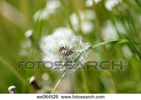 Stock Photograph - Dandelion-seed (Taraxacum officinale) in a garden. H÷ga Kusten, coast of Baltic Sea, V? sternorrlands l? n, Sweden, Scandinavia, Europe. Fotosearch