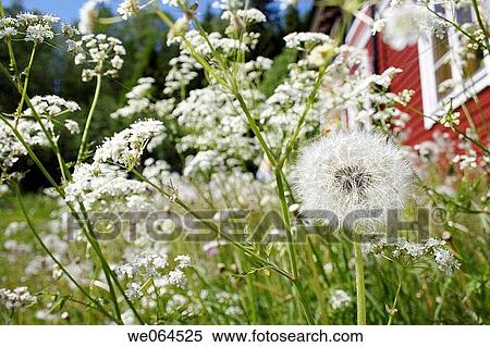 Dandelion-seed (Taraxacum officinale) in a garden. H÷ga Kusten, coast of Baltic Sea, V? sternorrlands l? n, Sweden, Scandinavia, Europe View Large Photo Image Stock Photography - Dandelion-seed (Taraxacum officinale) in a garden. H÷ga Kusten, coast of Baltic Sea, V? sternorrlands l? n, Sweden, Scandinavia, Europe. Fotosearch