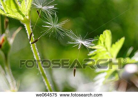 Dandelion-seed (Taraxacum officinale). H÷ga Kusten, coast of Baltic Sea, V? sternorrlands l? n, Sweden, Scandinavia, Europe View Large Photo Image Stock Photography - Dandelion-seed (Taraxacum officinale). H÷ga Kusten, coast of Baltic Sea, V? sternorrlands l? n, Sweden, Scandinavia, Europe. Fotosearch