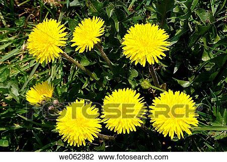 Dandelion (Taraxacum officinale) View Large Photo Image Stock Image - Dandelion (Taraxacum officinale). Fotosearch