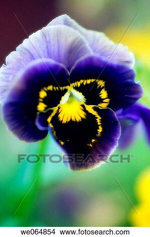 Dark Pansy. Viola x wittrockiana. June 2006, Maryland, USA View Large Photo Image Picture - Dark Pansy. Viola x wittrockiana. June 2006, Maryland, USA. Fotosearch