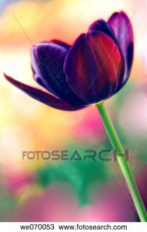 Dark Tulip. Tulipa hybrid. April 2007, Maryland, USA View Large Photo Image Stock Image - Dark Tulip. Tulipa hybrid. April 2007, Maryland, USA. Fotosearch