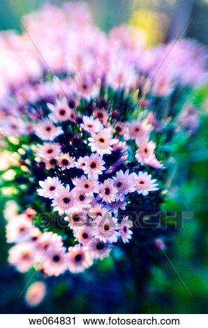 Decorative Chrysanthemums. Dendranthema grandiflora. October 2006, Maryland, USA View Large Photo Image Stock Image - Decorative Chrysanthemums. Dendranthema grandiflora. October 2006, Maryland, USA. Fotosearch