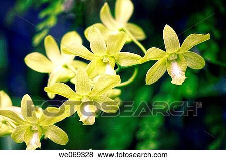 Dendrobium Orchid. Dendrobium g. Burana Green. September 2006, Maryland, USA View Large Photo Image Stock Photo - Dendrobium Orchid. Dendrobium g. Burana Green. September 2006, Maryland, USA. Fotosearch
