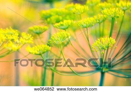 Dill Blossom. Anethum graveolens. June 2005, Maryland, USA View Large Photo Image Stock Image - Dill Blossom. Anethum graveolens. June 2005, Maryland, USA. Fotosearch