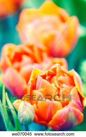 Double Tulips. Tulipa hybrid. April 2007, Maryland, USA View Large Photo Image Stock Photography - Double Tulips. Tulipa hybrid. April 2007, Maryland, USA. Fotosearch