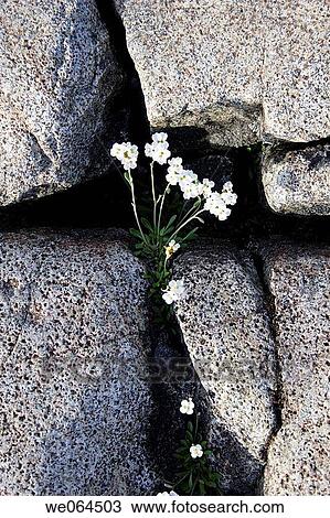 Stock Image - Draba incana flowering on cliff, coast near Berghamn, H÷ga Kusten, Baltic Sea, V? sternorrlands l? n, Sweden, Scandinavia, Europe. Fotosearch