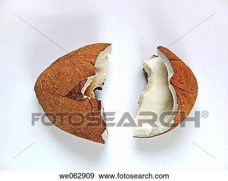Stock Photo - Dry coconut. Cocos nucifera, used in cooking and for oil. Pune, Maharashtra, India.. Fotosearch