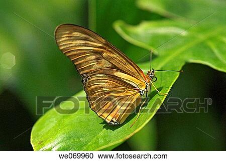 Stock Image - Dryas julia butterfly native to Brazil. Fotosearch