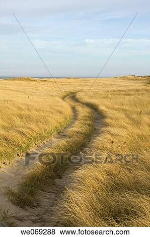 Dunes at Cape Cod National Seashore, Provincetown, Massachusetts, USA View Large Photo Image Stock Photo - Dunes at Cape Cod National Seashore, Provincetown, Massachusetts, USA. Fotosearch