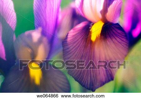 Dutch Iris. Iris danfordiae. May 2006, Maryland, USA View Large Photo Image Stock Photograph - Dutch Iris. Iris danfordiae. May 2006, Maryland, USA. Fotosearch