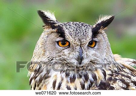 Eagle owl View Large Photo Image Stock Image - Eagle owl. Fotosearch