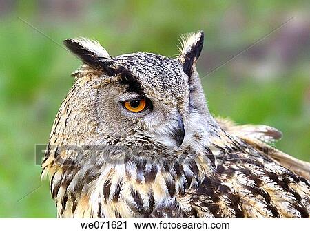 Eagle owl View Large Photo Image Stock Image - Eagle owl. Fotosearch