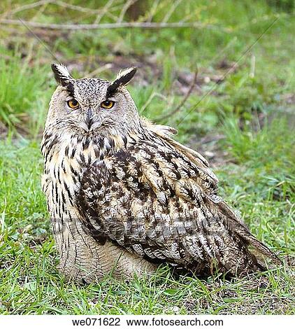 Eagle owl View Large Photo Image Stock Image - Eagle owl. Fotosearch