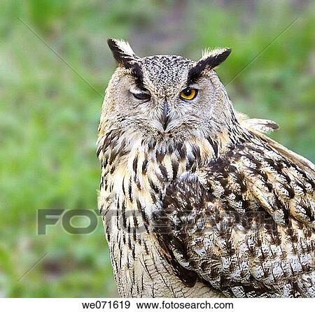 Eagle owl View Large Photo Image Stock Photo - Eagle owl. Fotosearch