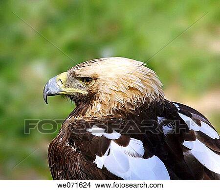 Picture - Eagle. Fotosearch