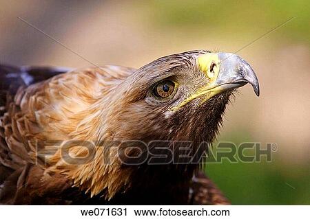 Eagle View Large Photo Image Stock Image - Eagle. Fotosearch