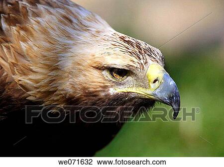 Stock Image - Eagle. Fotosearch