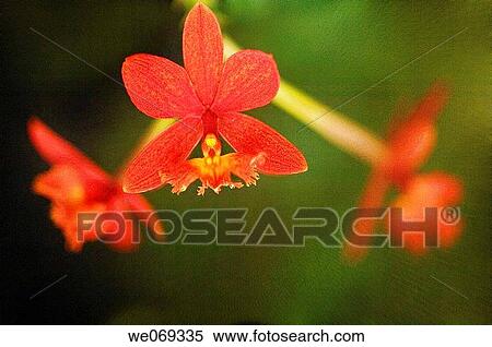Epidendrum g. Hokulea. September 2006, Maryland, USA View Large Photo Image Stock Photography - Epidendrum g. Hokulea. September 2006, Maryland, USA. Fotosearch
