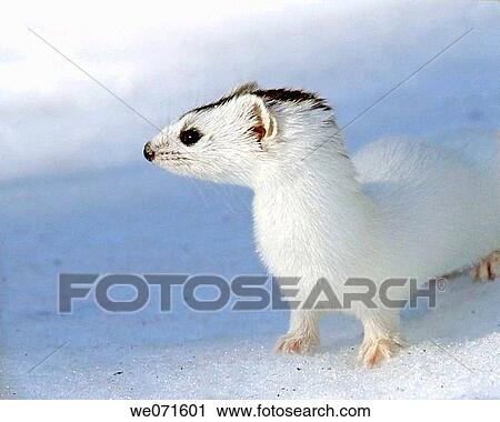 Stock Image - Ermine. Russia, Voronezh preserve. Fotosearch