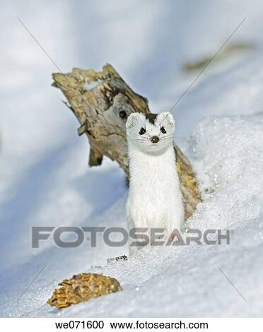 Ermine View Large Photo Image Stock Image - Ermine. Fotosearch