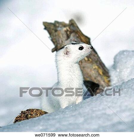 Ermine View Large Photo Image Stock Photo - Ermine. Fotosearch