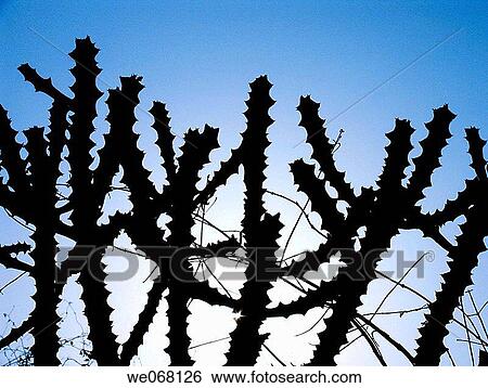 Euphorbia Cactus. Ratnagiri, Maharasthra, India. View Large Photo Image Stock Photograph - Euphorbia Cactus. Ratnagiri, Maharasthra, India.. Fotosearch
