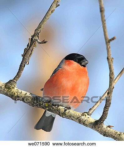 Eurasian Bullfinch ( Pyrrhula pyrrhula ) View Large Photo Image Stock Image - Eurasian Bullfinch ( Pyrrhula pyrrhula ). Fotosearch