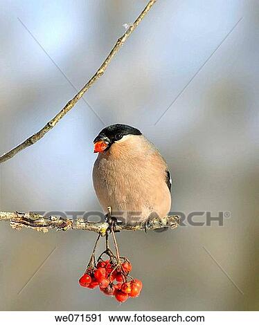 Eurasian Bullfinch ( Pyrrhula pyrrhula ) View Large Photo Image Stock Image - Eurasian Bullfinch ( Pyrrhula pyrrhula ). Fotosearch