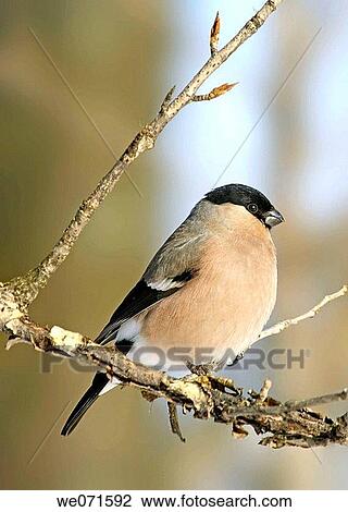 Stock Image - Eurasian Bullfinch ( Pyrrhula pyrrhula ). Fotosearch