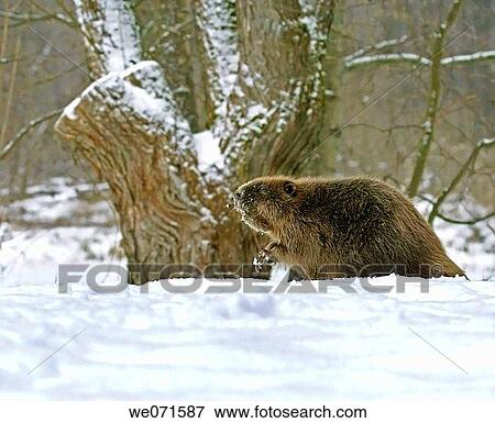 Stock Photo - European beaver ( Castor fiber ). Fotosearch