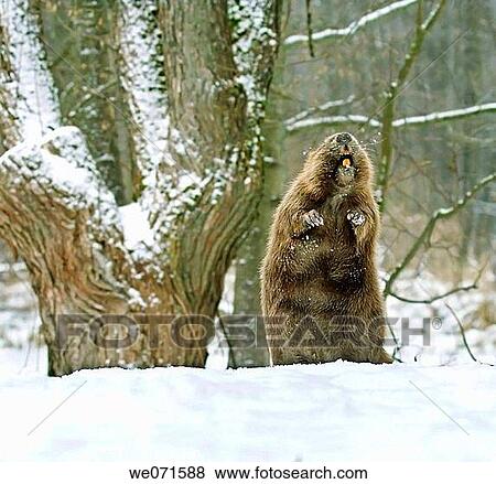 Stock Photo - European beaver ( Castor fiber ). Fotosearch