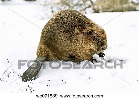 Stock Photo - European beaver ( Castor fiber ). Fotosearch