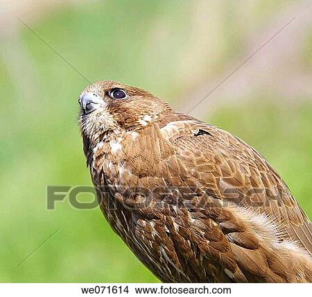 Falcon View Large Photo Image Picture - Falcon. Fotosearch