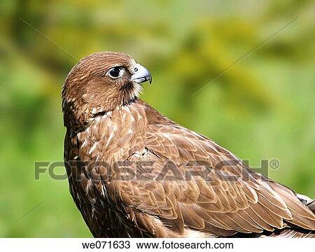 Stock Image - Falcon. Fotosearch
