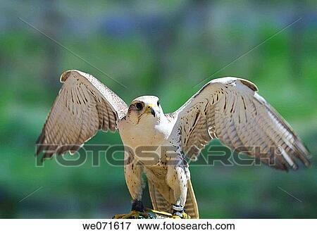 Falcon View Large Photo Image Stock Photo - Falcon. Fotosearch