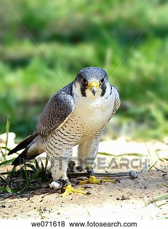 Falcon View Large Photo Image Stock Photo - Falcon. Fotosearch