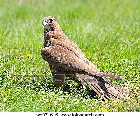 Stock Photograph - Falcon. Fotosearch