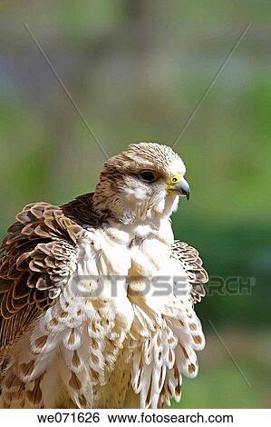 Falcon View Large Photo Image Stock Photograph - Falcon. Fotosearch
