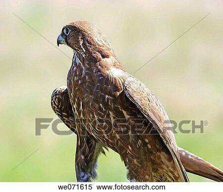 Stock Photography - Falcon. Fotosearch