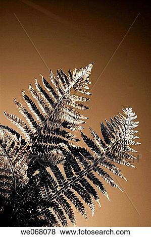 Fern View Large Photo Image Stock Photo - Fern. Fotosearch
