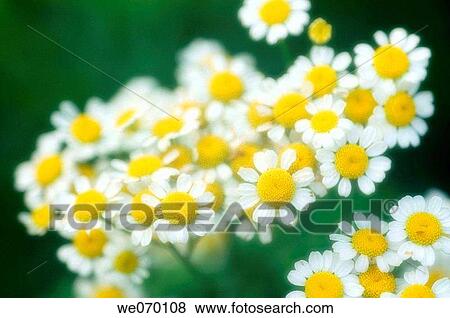 Feverfew Daisies. Tanacetum parthenium View Large Photo Image Stock Photo - Feverfew Daisies. Tanacetum parthenium. Fotosearch