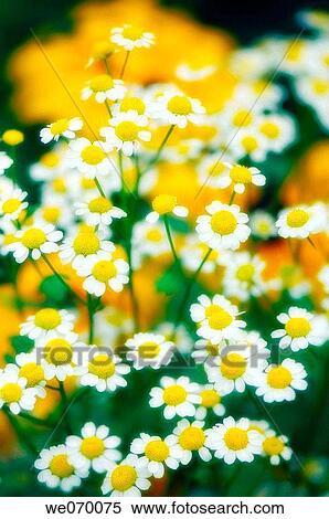 Feverfew Daisies. Tanacetum parthenium. July 2006, Maryland, USA View Large Photo Image Stock Photography - Feverfew Daisies. Tanacetum parthenium. July 2006, Maryland, USA. Fotosearch