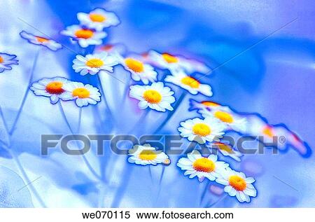 Feverfew Daisies. Tanacetum parthenium View Large Photo Image Stock Photography - Feverfew Daisies. Tanacetum parthenium. Fotosearch
