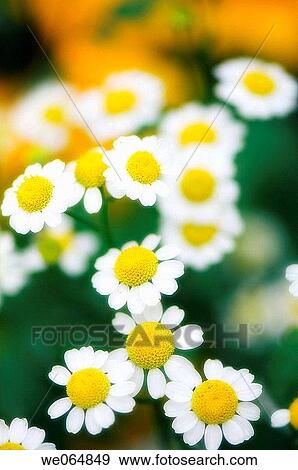 Feverfew. Tanacetum parthenium. July 2006, Maryland, USA View Large Photo Image Stock Photo - Feverfew. Tanacetum parthenium. July 2006, Maryland, USA. Fotosearch
