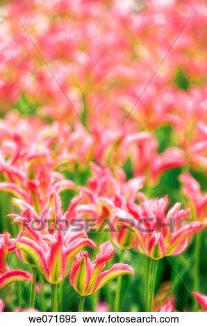 Field of Tulips. Tulipa hybrid. May 2007, Maryland, USA View Large Photo Image Stock Photography - Field of Tulips. Tulipa hybrid. May 2007, Maryland, USA. Fotosearch