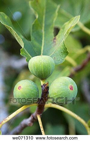 Figs, Majorca. Balearic Islands, Spain View Large Photo Image Stock Image - Figs, Majorca. Balearic Islands, Spain. Fotosearch