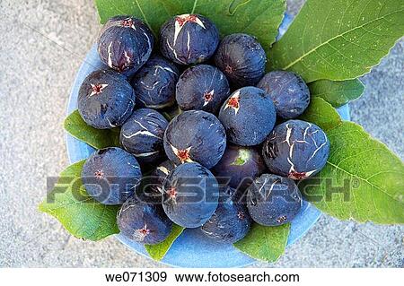 Figs, Majorca. Balearic Islands, Spain View Large Photo Image Stock Photo - Figs, Majorca. Balearic Islands, Spain. Fotosearch